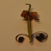 Native Geranium